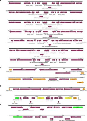 Molecular characterization of multidrug resistant Acinetobacter baumannii clinical isolates from Alexandria, Egypt